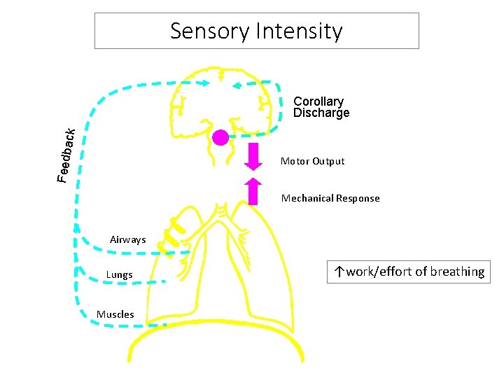 Sensory Intensity Feedba c k Corollary Discharge Motor Output Mechanical Response Airways Lungs Muscles