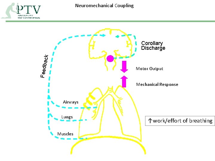 Neuromechanical Coupling Feedba c k Corollary Discharge Motor Output Mechanical Response Airways Lungs Muscles