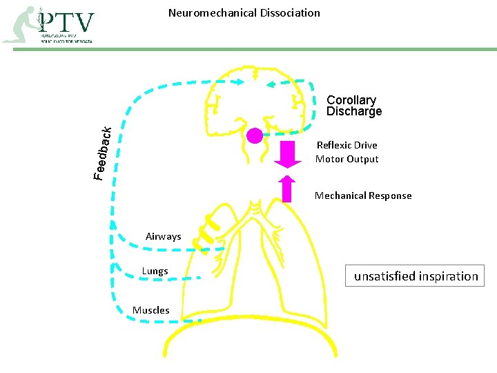 Neuromechanical Dissociation Feedba c k Corollary Discharge Reflexic Drive Motor Output Mechanical Response Airways