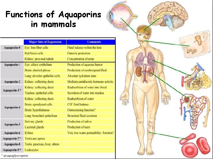 Functions of Aquaporins in mammals 