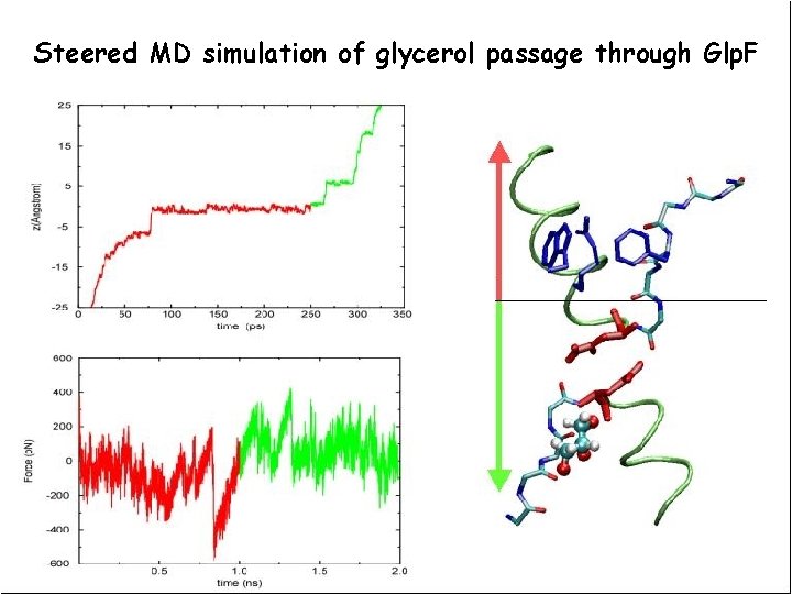 Steered MD simulation of glycerol passage through Glp. F 