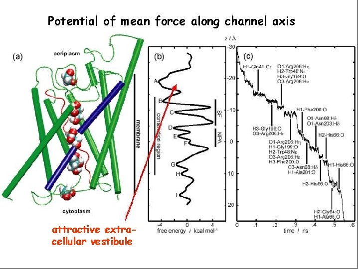 Potential of mean force along channel axis attractive extracellular vestibule 