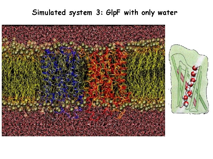 Simulated system 3: Glp. F with only water 