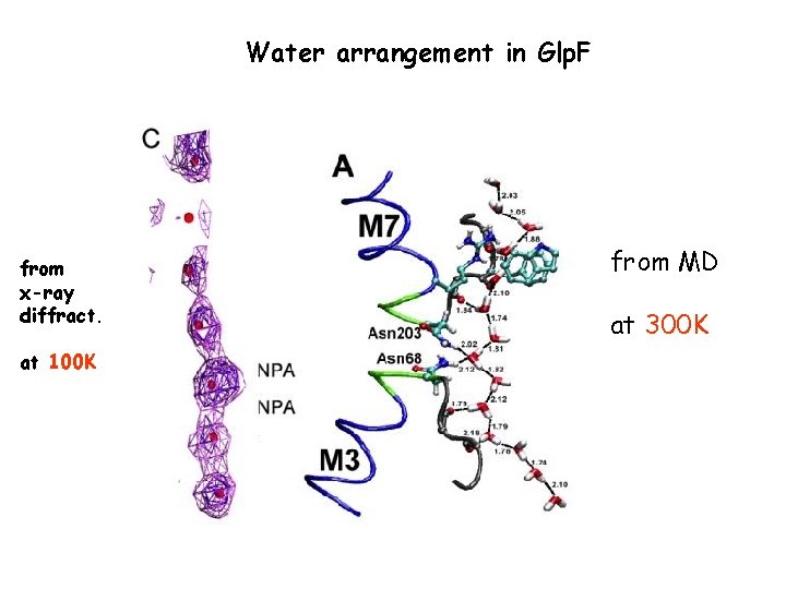 Water arrangement in Glp. F from x-ray diffract. at 100 K from MD at