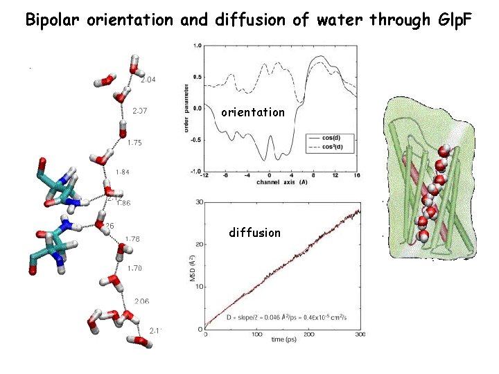 Bipolar orientation and diffusion of water through Glp. F orientation diffusion 