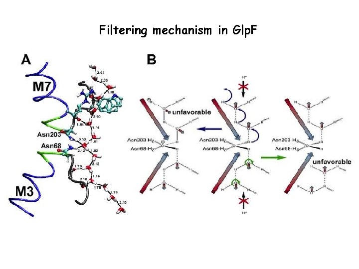 Filtering mechanism in Glp. F 