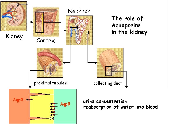 Nephron Kidney Cortex proximal tubules Aqp 0 The role of Aquaporins in the kidney