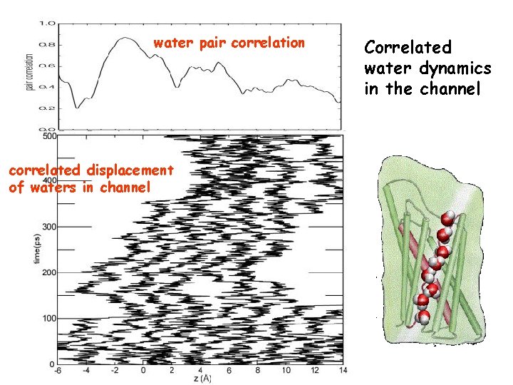 water pair correlation correlated displacement of waters in channel Correlated water dynamics in the