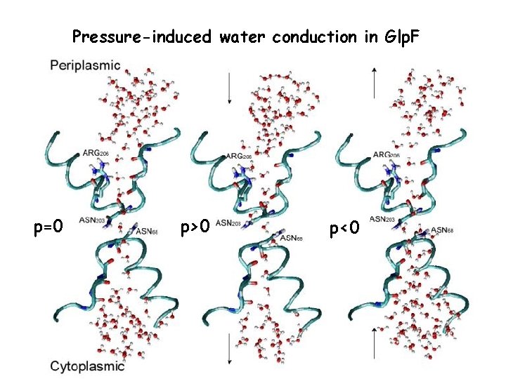Pressure-induced water conduction in Glp. F p=0 p>0 p<0 