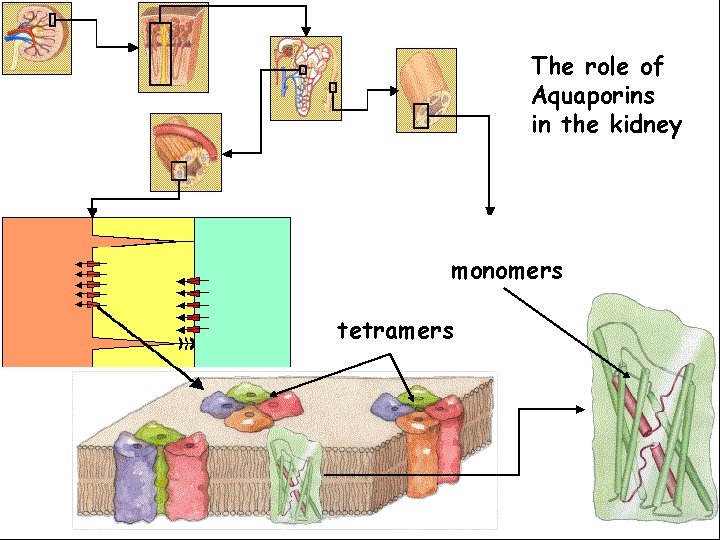 The role of Aquaporins in the kidney monomers tetramers 