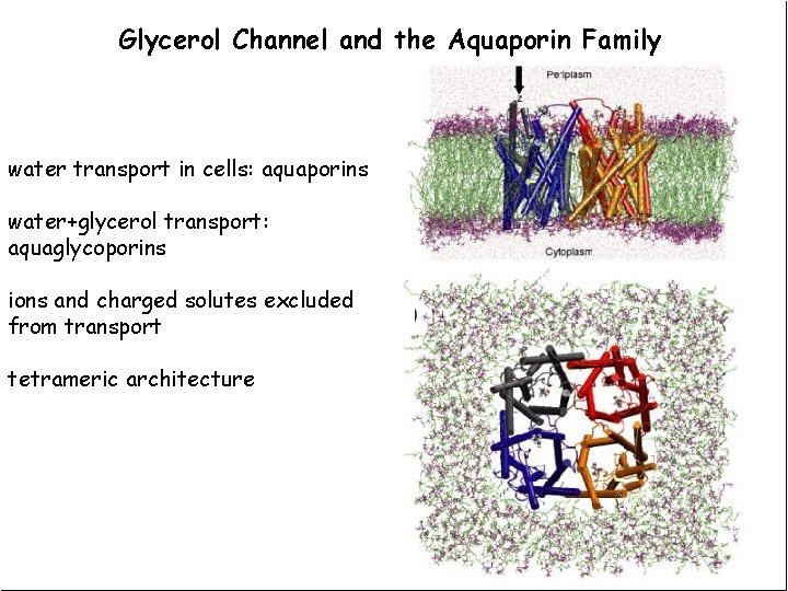 Glycerol Channel and the Aquaporin Family water transport in cells: aquaporins water+glycerol transport: aquaglycoporins