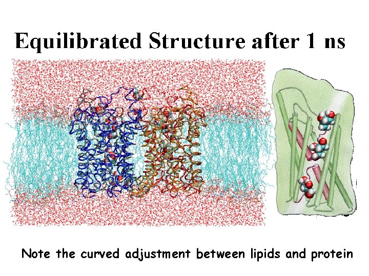 Note the curved adjustment between lipids and protein 