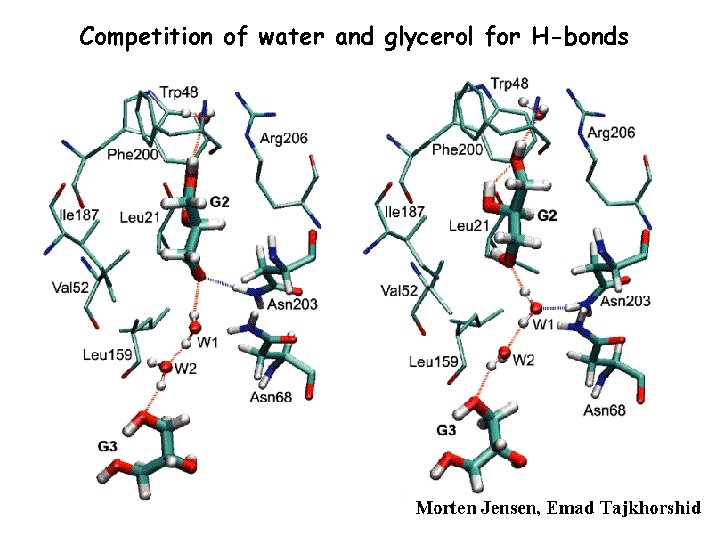 Competition of water and glycerol for H-bonds 