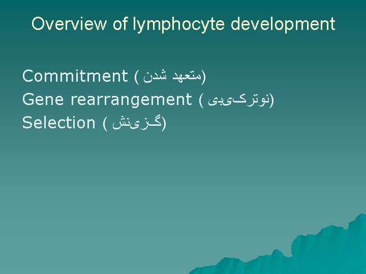 Overview of lymphocyte development Commitment ( )ﻣﺘﻌﻬﺪ ﺷﺪﻥ Gene rearrangement ( )ﻧﻮﺗﺮکیﺒی Selection (