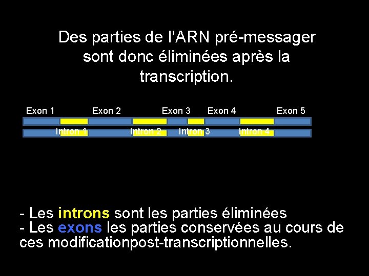 Des parties de l’ARN pré-messager sont donc éliminées après la transcription. Exon 1 Exon