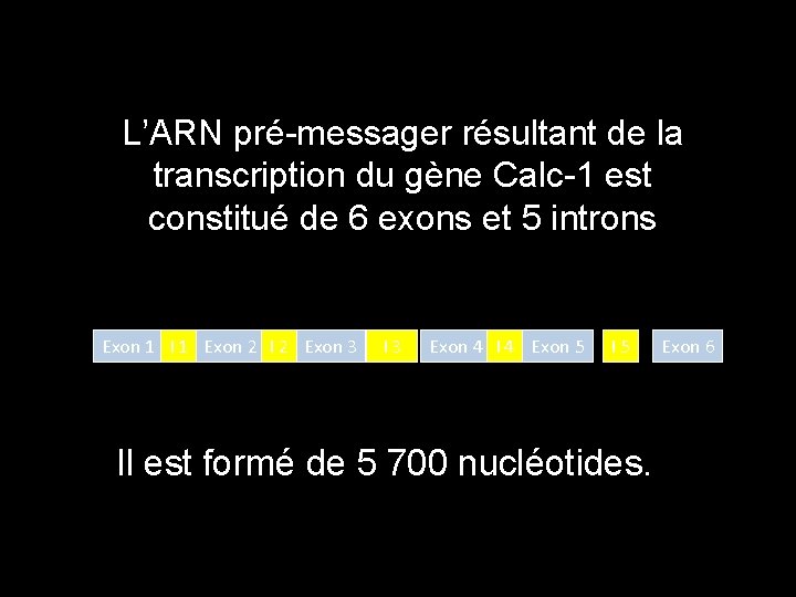 L’ARN pré-messager résultant de la transcription du gène Calc-1 est constitué de 6 exons