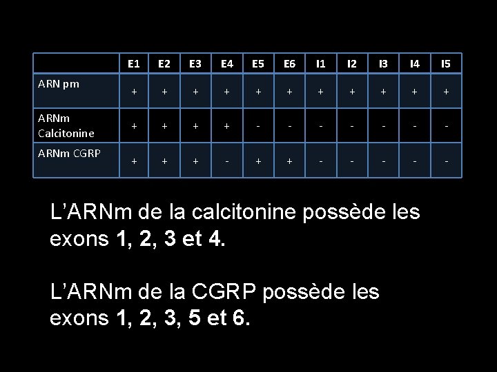 ARN pm ARNm Calcitonine ARNm CGRP E 1 E 2 E 3 E 4