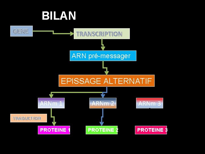 BILAN GENE TRANSCRIPTION ARN pré-messager EPISSAGE ALTERNATIF ARNm 1 ARNm 2 ARNm 3 TRADUCTION