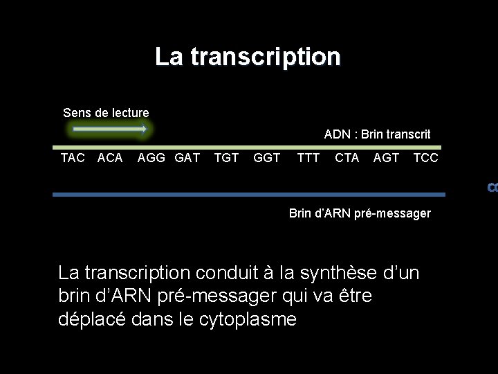 La transcription Sens de lecture ADN : Brin transcrit TAC ACA AGG GAT TGT