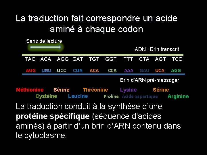 La traduction fait correspondre un acide aminé à chaque codon Sens de lecture ADN