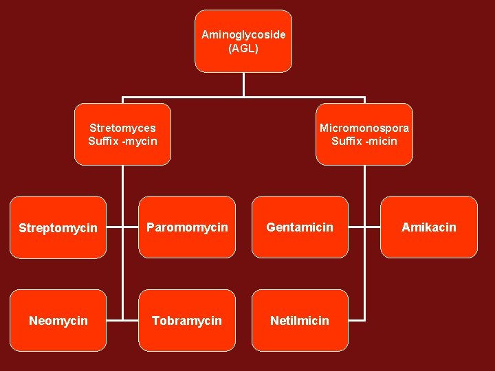 Aminoglycoside (AGL) Stretomyces Suffix -mycin Micromonospora Suffix -micin Streptomycin Paromomycin Gentamicin Neomycin Tobramycin Netilmicin