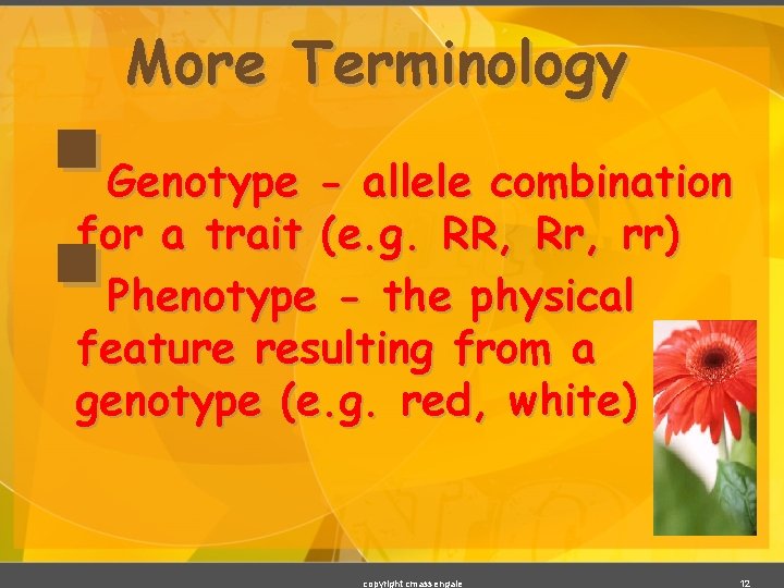 § § More Terminology Genotype - allele combination for a trait (e. g. RR,