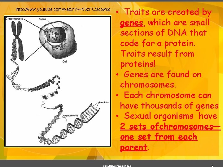 http: //www. youtube. com/watch? v=N 5 z. FOScowqo • Traits are created by genes,