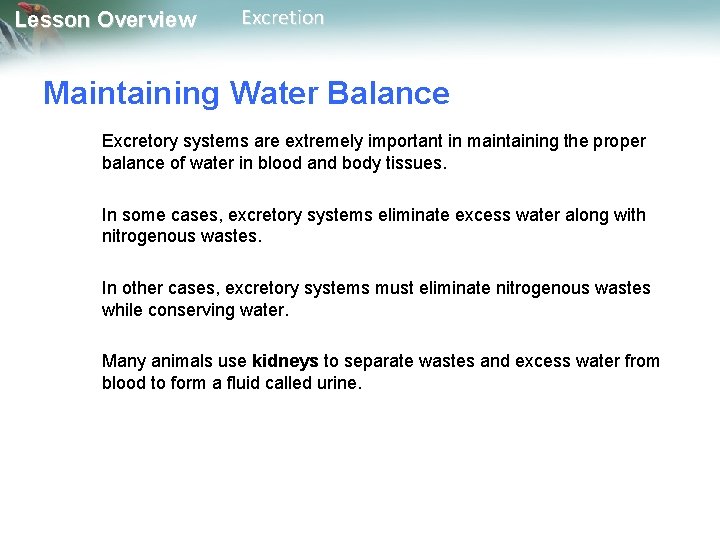 Lesson Overview Excretion Maintaining Water Balance Excretory systems are extremely important in maintaining the