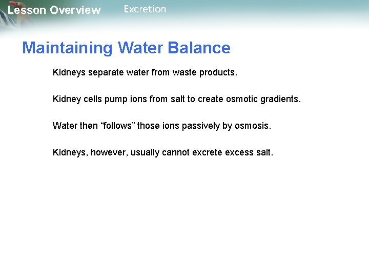 Lesson Overview Excretion Maintaining Water Balance Kidneys separate water from waste products. Kidney cells