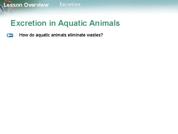 Lesson Overview Excretion in Aquatic Animals How do aquatic animals eliminate wastes? 