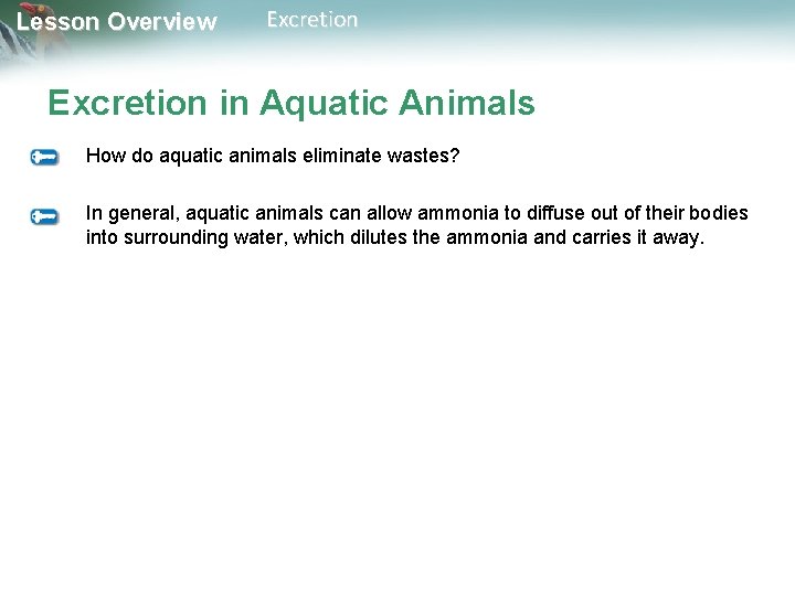 Lesson Overview Excretion in Aquatic Animals How do aquatic animals eliminate wastes? In general,