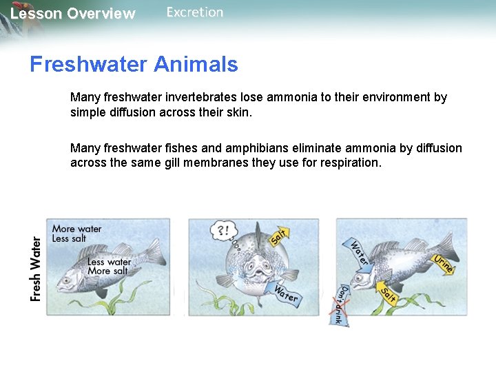 Lesson Overview Excretion Freshwater Animals Many freshwater invertebrates lose ammonia to their environment by