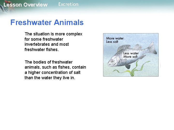 Lesson Overview Excretion Freshwater Animals The situation is more complex for some freshwater invertebrates