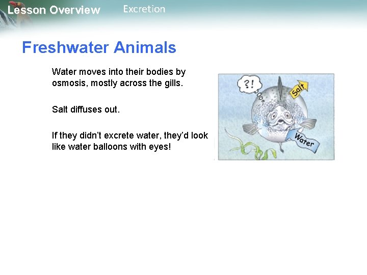 Lesson Overview Excretion Freshwater Animals Water moves into their bodies by osmosis, mostly across