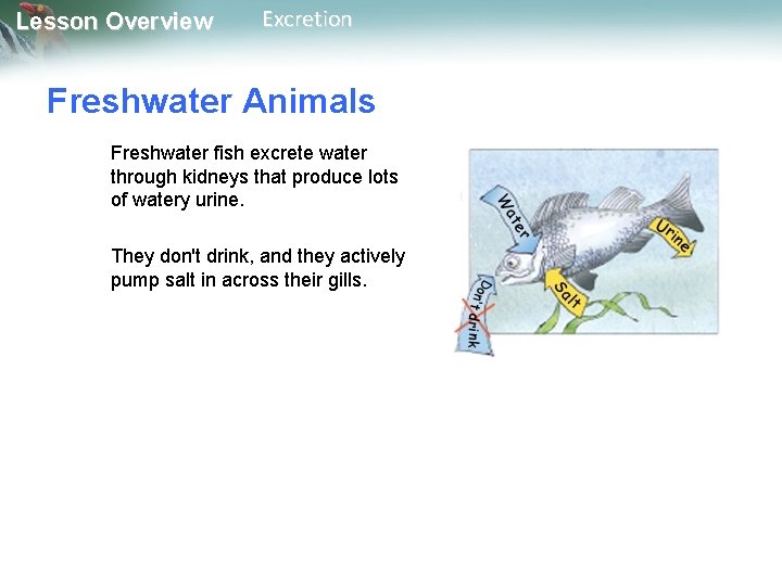 Lesson Overview Excretion Freshwater Animals Freshwater fish excrete water through kidneys that produce lots