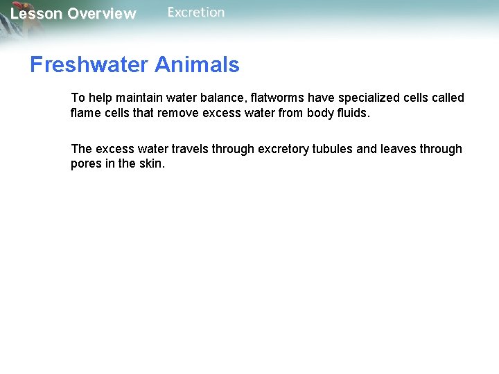 Lesson Overview Excretion Freshwater Animals To help maintain water balance, flatworms have specialized cells