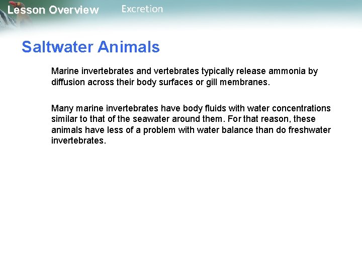 Lesson Overview Excretion Saltwater Animals Marine invertebrates and vertebrates typically release ammonia by diffusion