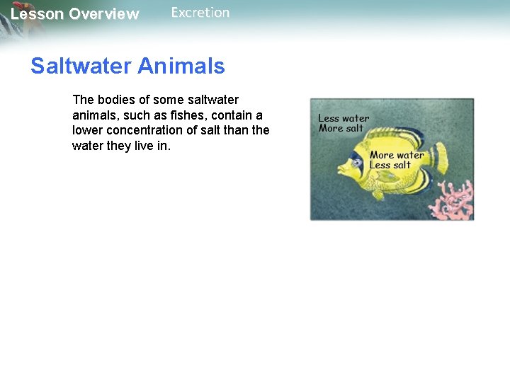Lesson Overview Excretion Saltwater Animals The bodies of some saltwater animals, such as fishes,