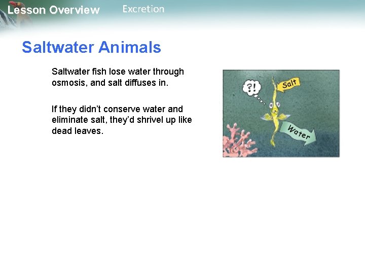 Lesson Overview Excretion Saltwater Animals Saltwater fish lose water through osmosis, and salt diffuses