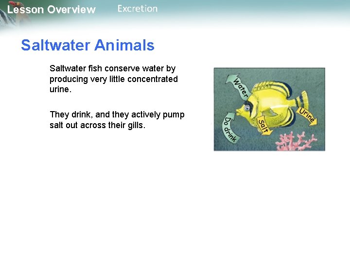 Lesson Overview Excretion Saltwater Animals Saltwater fish conserve water by producing very little concentrated