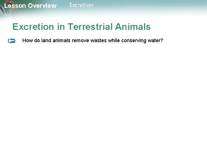 Lesson Overview Excretion in Terrestrial Animals How do land animals remove wastes while conserving