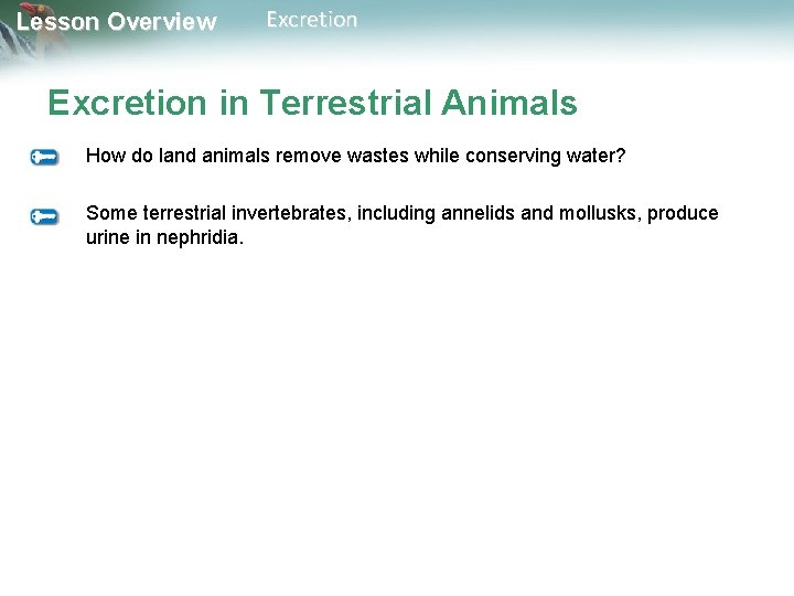 Lesson Overview Excretion in Terrestrial Animals How do land animals remove wastes while conserving