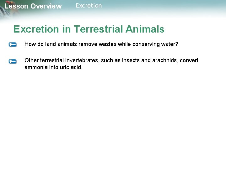 Lesson Overview Excretion in Terrestrial Animals How do land animals remove wastes while conserving