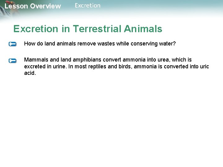 Lesson Overview Excretion in Terrestrial Animals How do land animals remove wastes while conserving