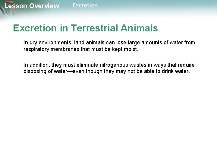 Lesson Overview Excretion in Terrestrial Animals In dry environments, land animals can lose large