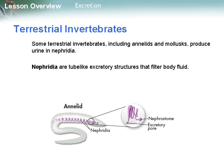 Lesson Overview Excretion Terrestrial Invertebrates Some terrestrial invertebrates, including annelids and mollusks, produce urine