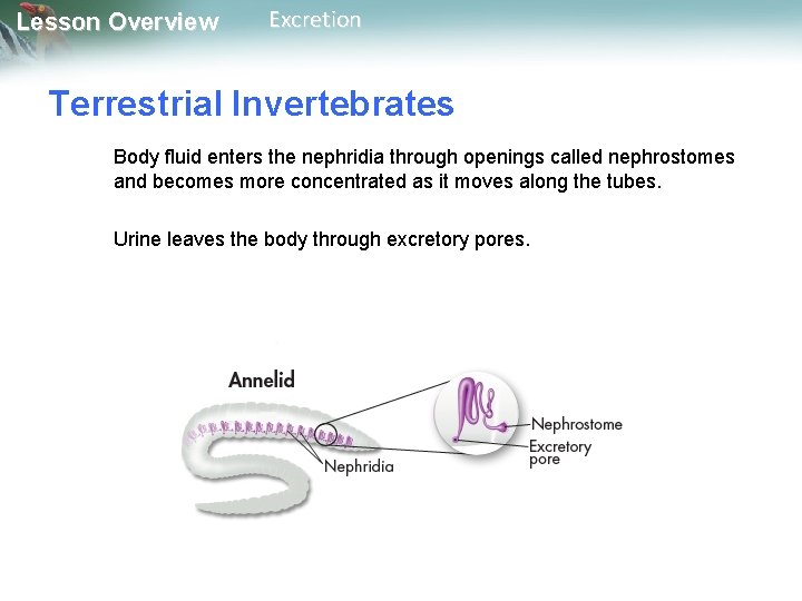 Lesson Overview Excretion Terrestrial Invertebrates Body fluid enters the nephridia through openings called nephrostomes