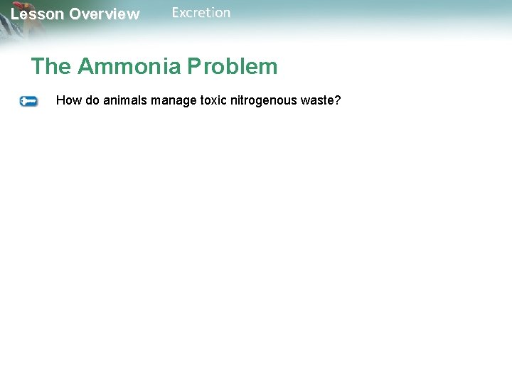Lesson Overview Excretion The Ammonia Problem How do animals manage toxic nitrogenous waste? 