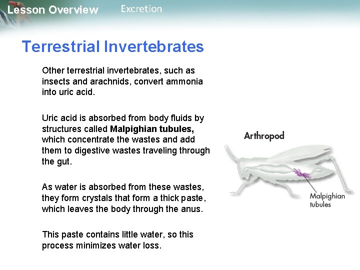 Lesson Overview Excretion Terrestrial Invertebrates Other terrestrial invertebrates, such as insects and arachnids, convert