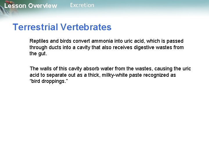 Lesson Overview Excretion Terrestrial Vertebrates Reptiles and birds convert ammonia into uric acid, which